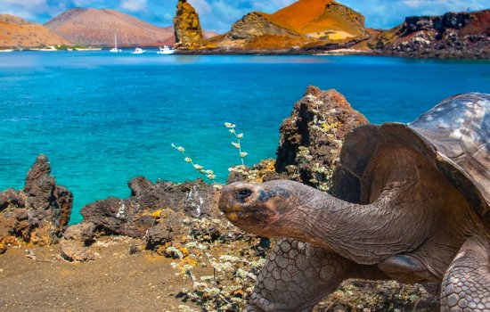 Galapagos Giant Tortoises