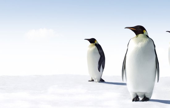 Penguins in Antarctica