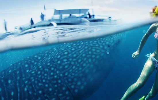 Swim with Whale Sharks