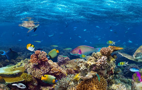 Great Barrier Reef